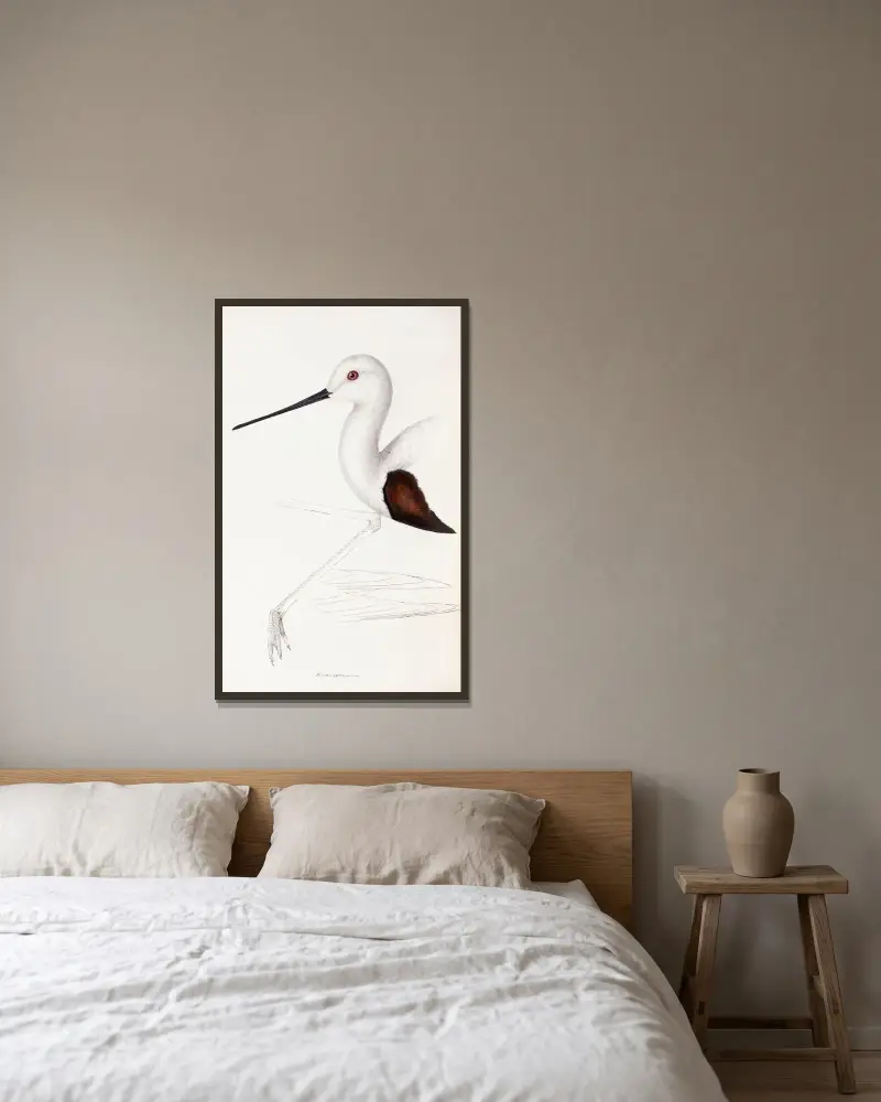 Eine Übersicht der Vögel Australiens und der angrenzenden Inseln, Tafel 33 von Elizabeth Gould gerahmt an einer Wand