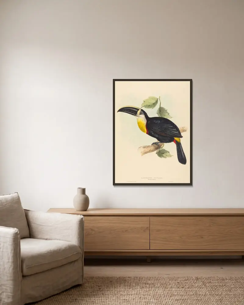 Kyssande tukan (Ramphastos osculans) av Elizabeth Gould inramad på en vägg