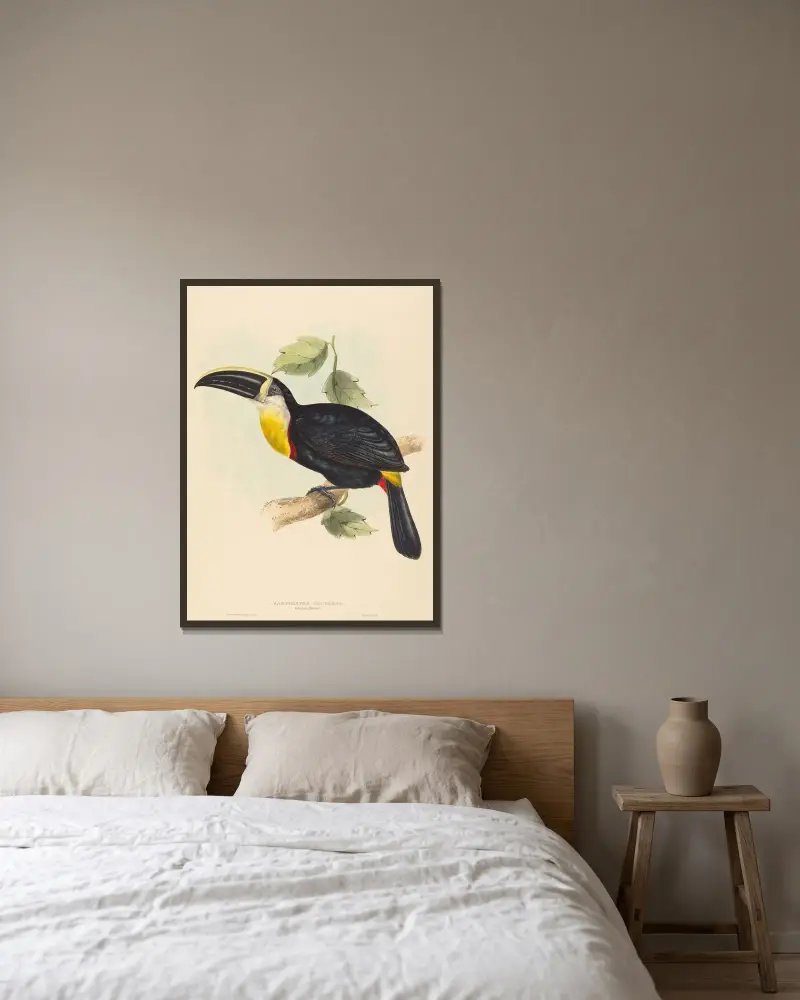 Kyssande tukan (Ramphastos osculans) av Elizabeth Gould inramad på en vägg