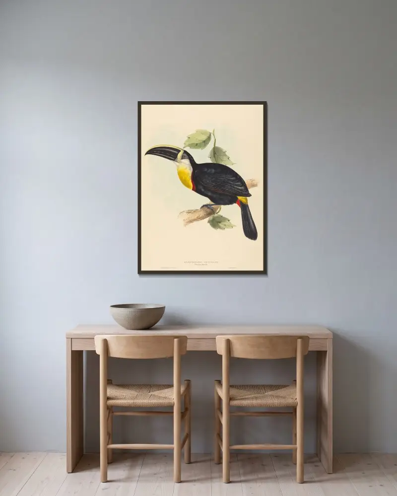 Kyssande tukan (Ramphastos osculans) av Elizabeth Gould inramad på en vägg