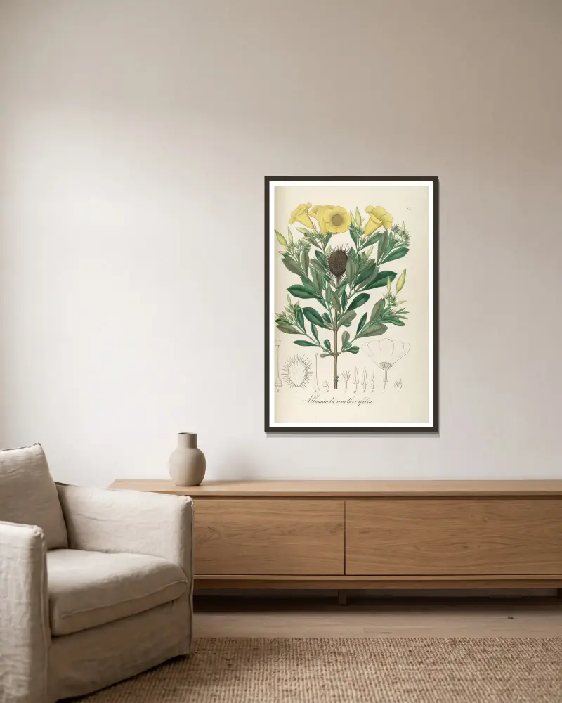 Allamanda oenotherifolia von Johann Baptist Emanuel Pohl gerahmt an einer Wand