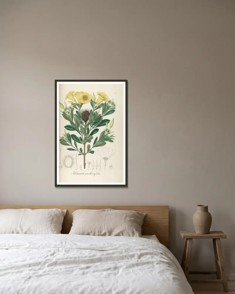 Allamanda oenotherifolia von Johann Baptist Emanuel Pohl gerahmt an einer Wand