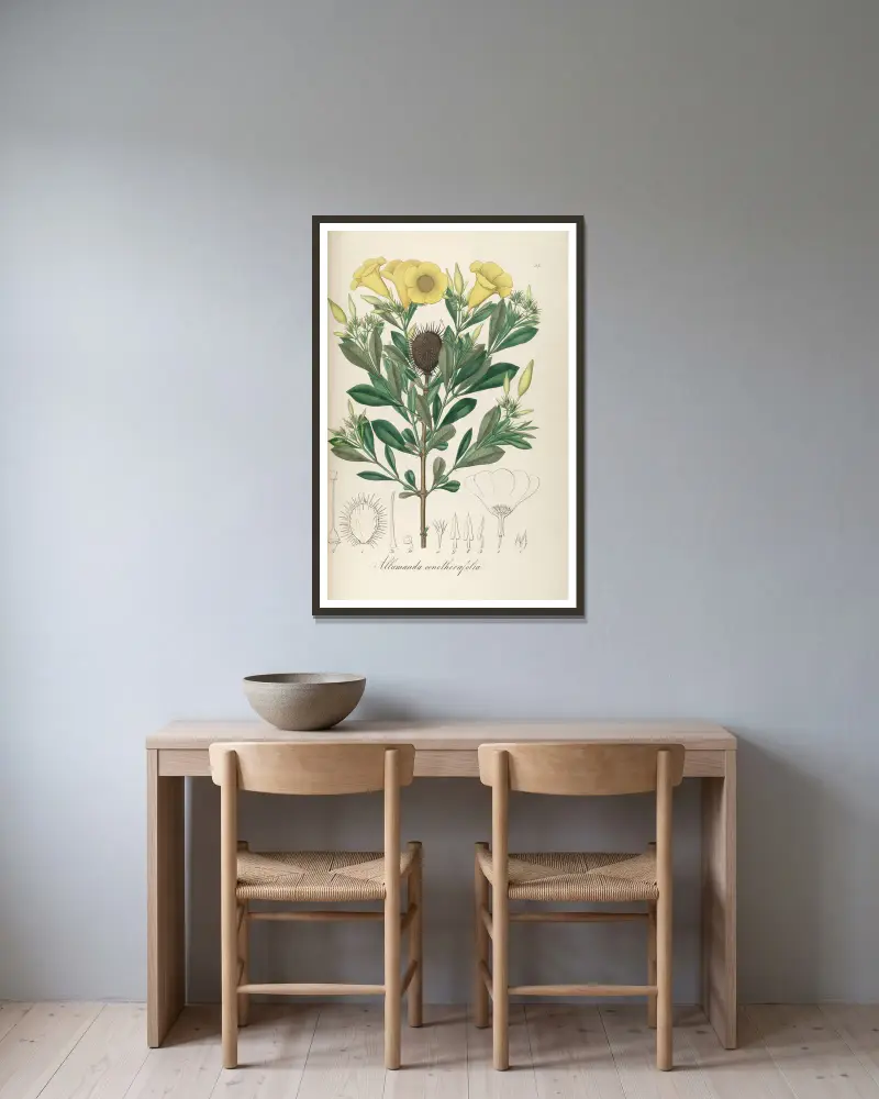 Allamanda oenotherifolia von Johann Baptist Emanuel Pohl gerahmt an einer Wand