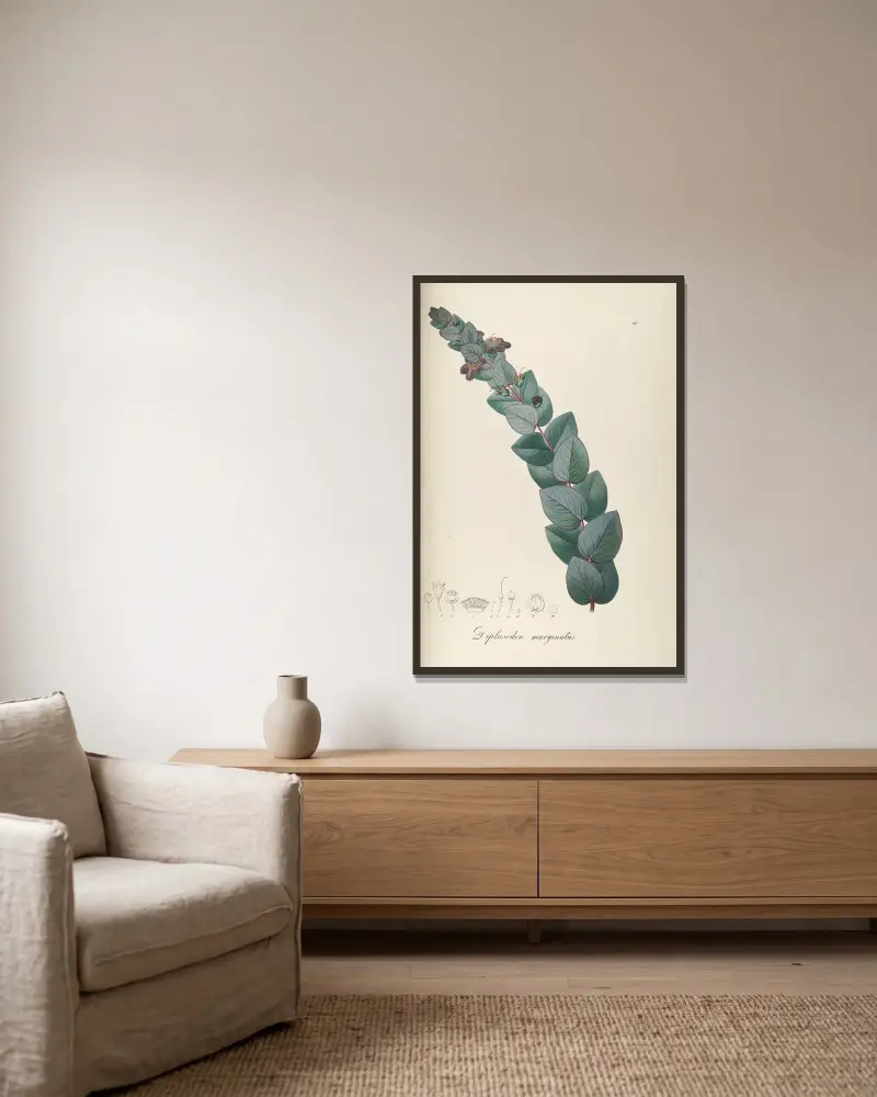 Diplusodon marginatus von Johann Baptist Emanuel Pohl gerahmt an einer Wand