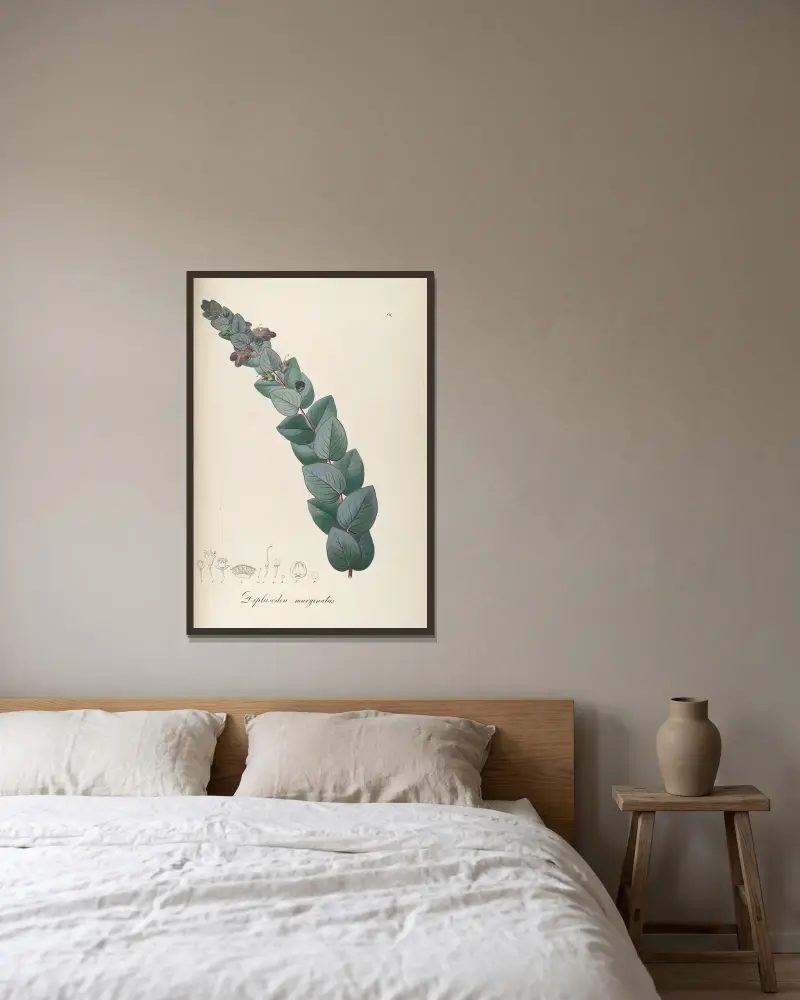 Diplusodon marginatus von Johann Baptist Emanuel Pohl gerahmt an einer Wand