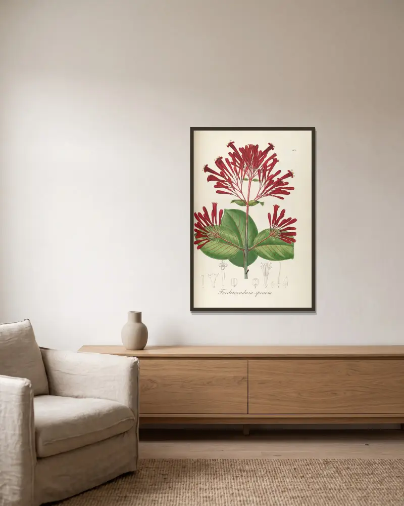 Ferdinandusa speciosa von Johann Baptist Emanuel Pohl gerahmt an einer Wand