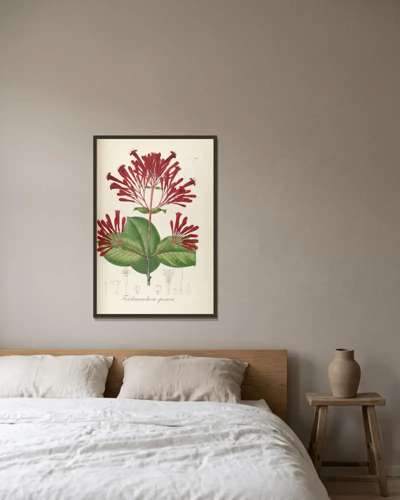 Ferdinandusa speciosa von Johann Baptist Emanuel Pohl gerahmt an einer Wand