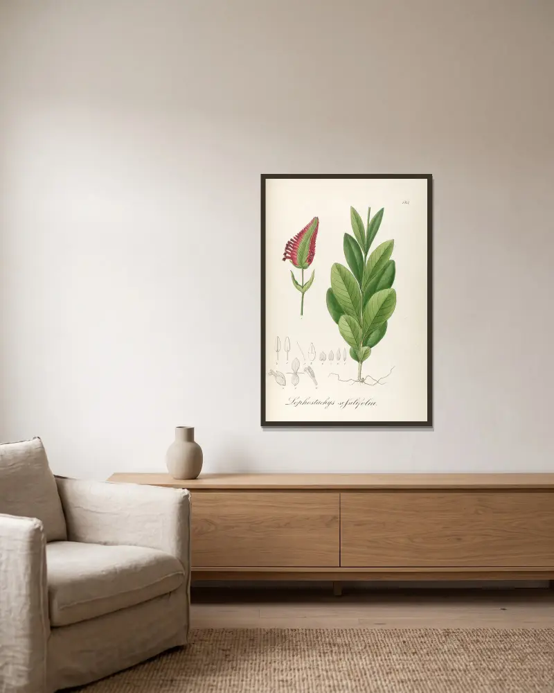 Lophostachys sessiliflora von Johann Baptist Emanuel Pohl gerahmt an einer Wand