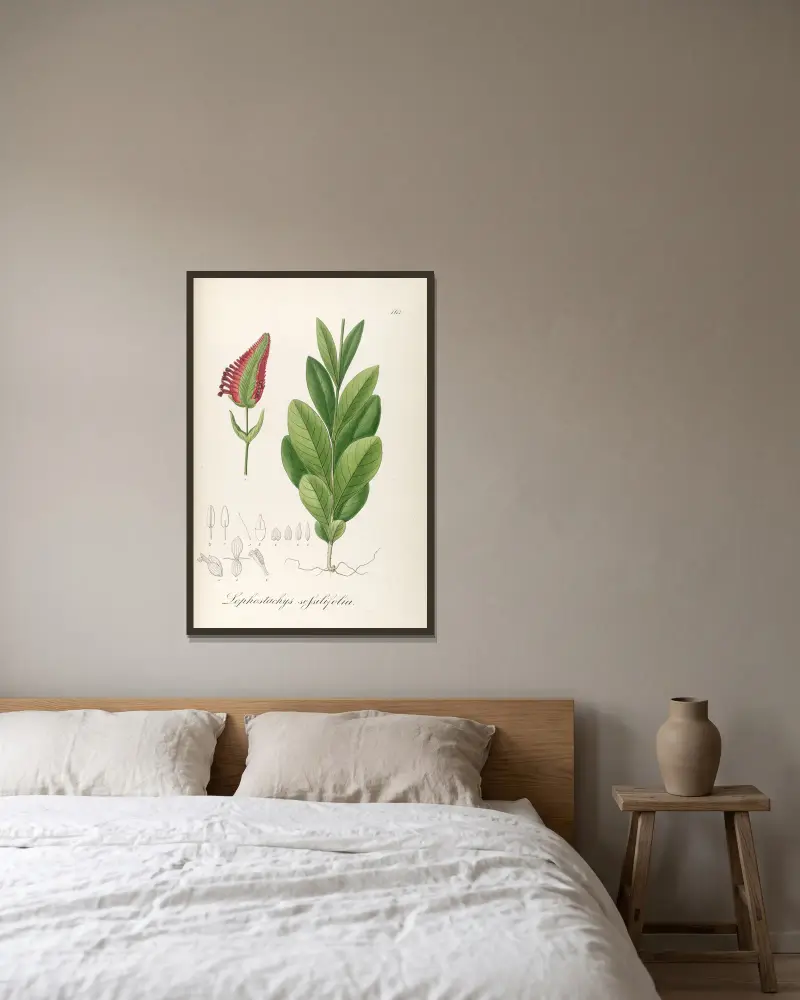 Lophostachys sessiliflora von Johann Baptist Emanuel Pohl gerahmt an einer Wand