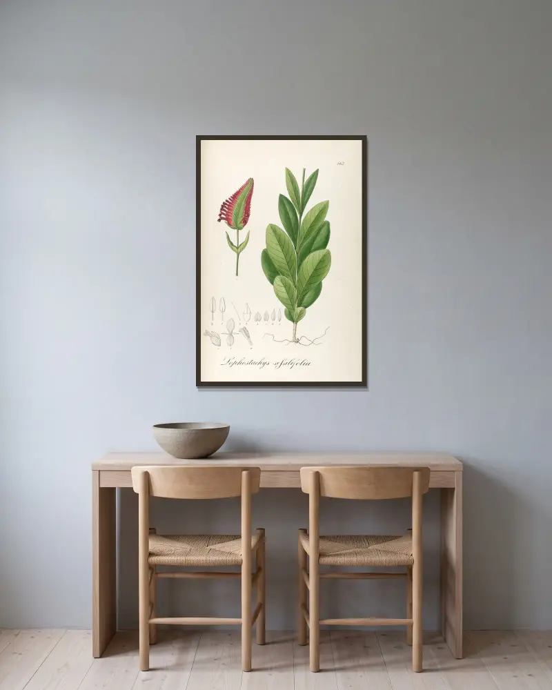 Lophostachys sessiliflora von Johann Baptist Emanuel Pohl gerahmt an einer Wand