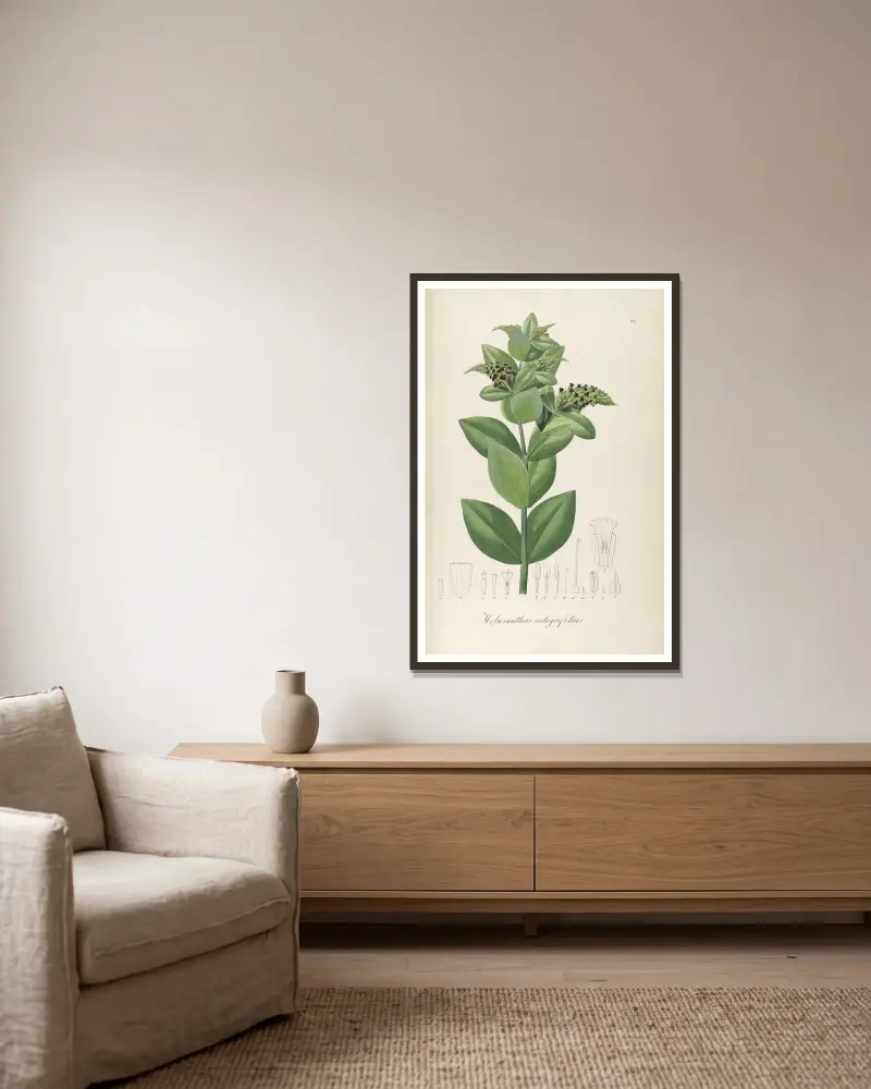 Melasanthus integrifolius von Johann Baptist Emanuel Pohl gerahmt an einer Wand