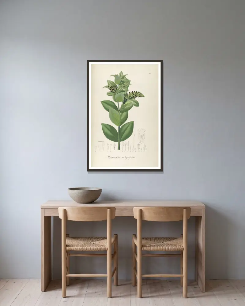 Melasanthus integrifolius von Johann Baptist Emanuel Pohl gerahmt an einer Wand