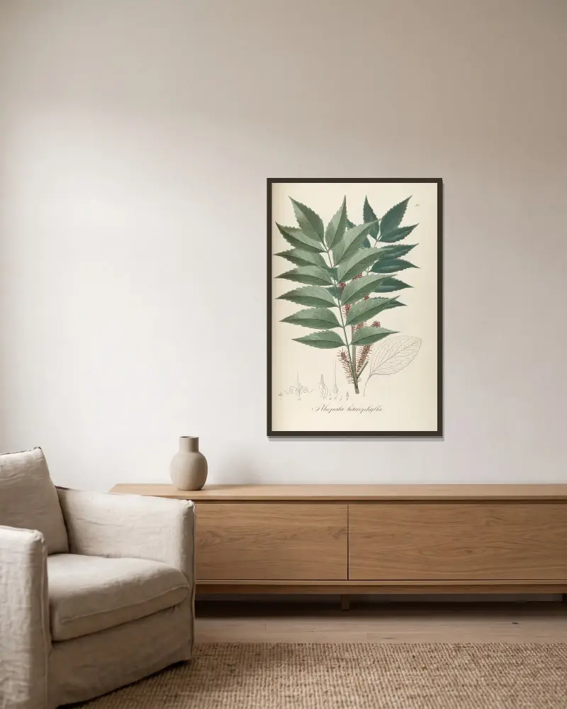Roupala heterophylla von Johann Baptist Emanuel Pohl gerahmt an einer Wand