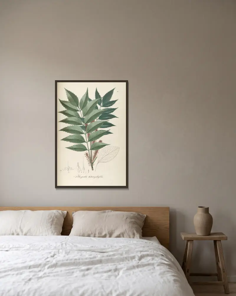 Roupala heterophylla von Johann Baptist Emanuel Pohl gerahmt an einer Wand