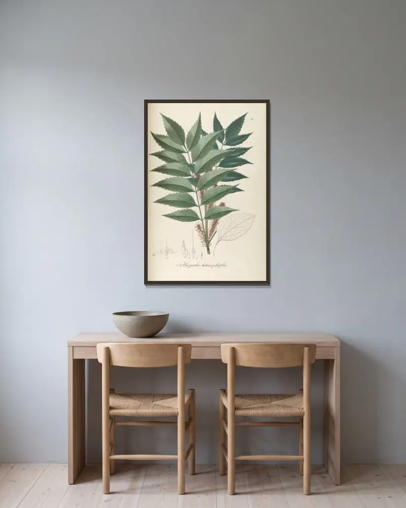 Roupala heterophylla von Johann Baptist Emanuel Pohl gerahmt an einer Wand