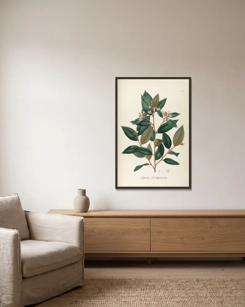 Styrax ferrugineus, Johann Baptist Emanuel Pohl v rámu na stěně