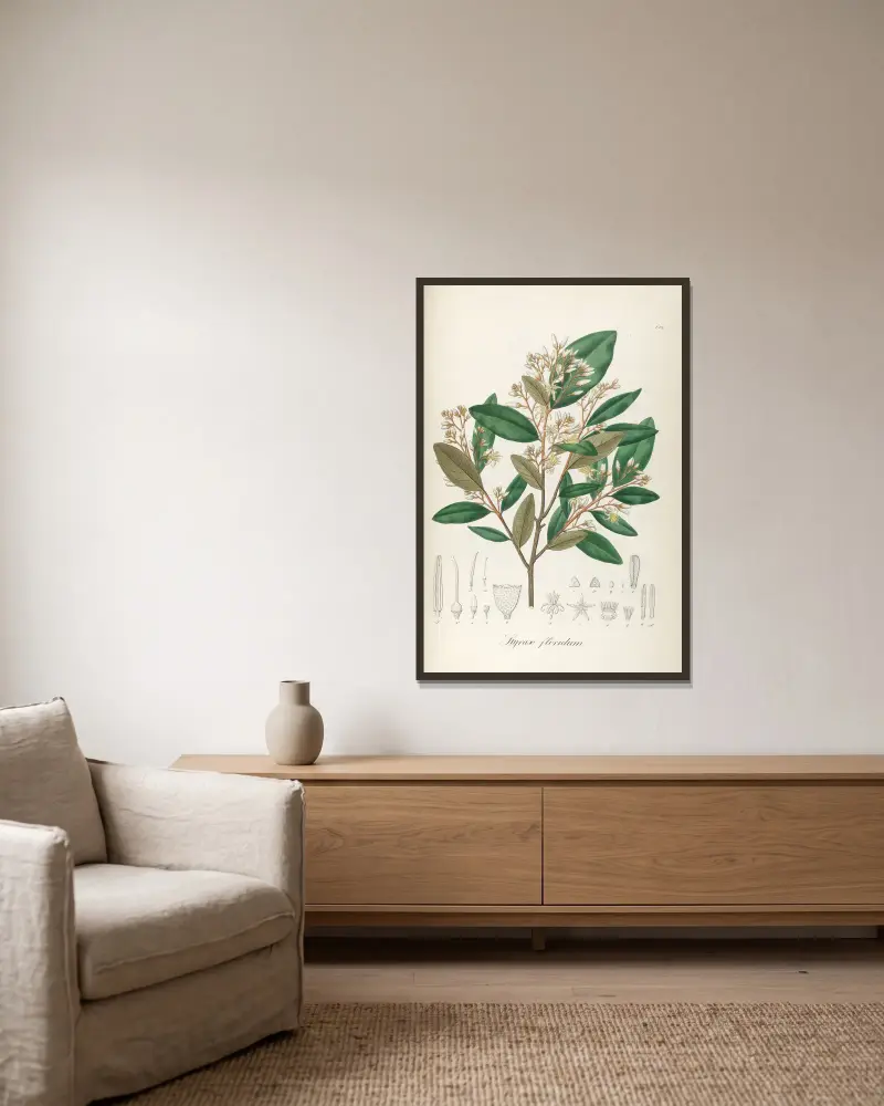 Styrax floridus, Johann Baptist Emanuel Pohl v rámu na stěně