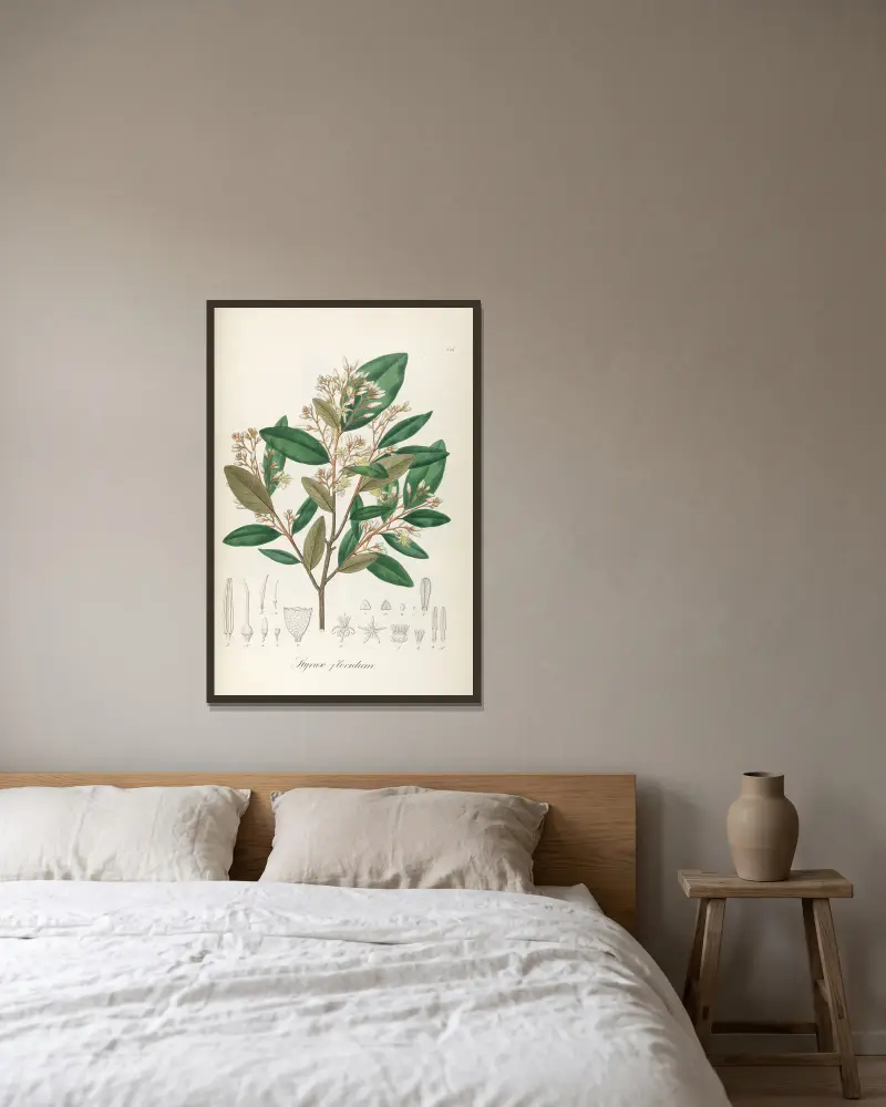 Styrax floridus, Johann Baptist Emanuel Pohl v rámu na stěně