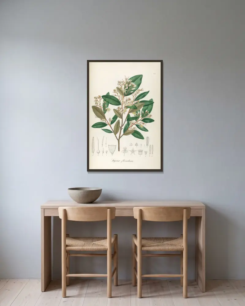 Styrax floridus, Johann Baptist Emanuel Pohl v rámu na stěně