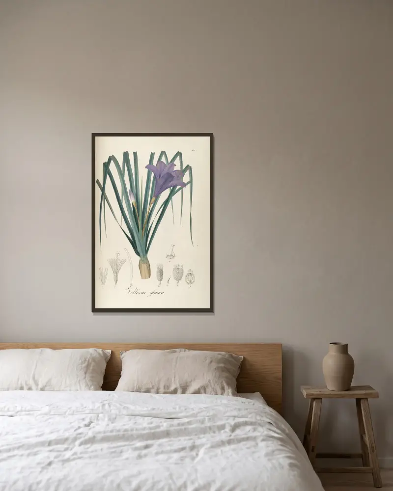 Vellozia glauca von Johann Baptist Emanuel Pohl gerahmt an einer Wand