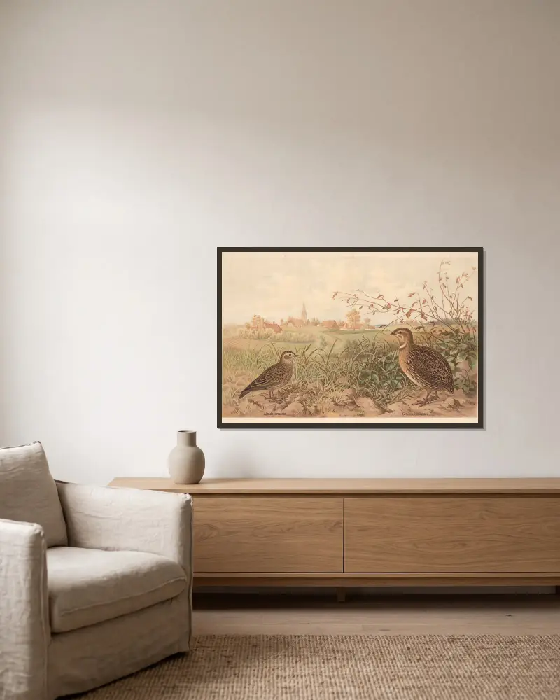 Gemeine Wachtel (Coturnix communis) von Emil Schmidt gerahmt an einer Wand