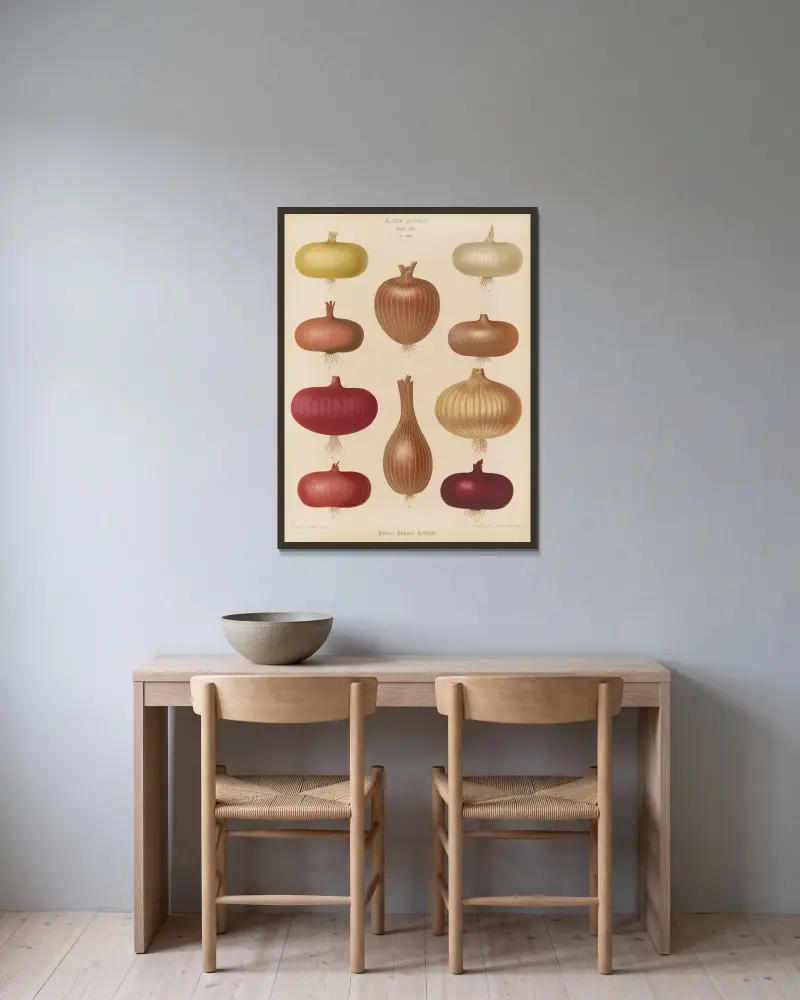 Zwiebel von Ernst Benary gerahmt an einer Wand