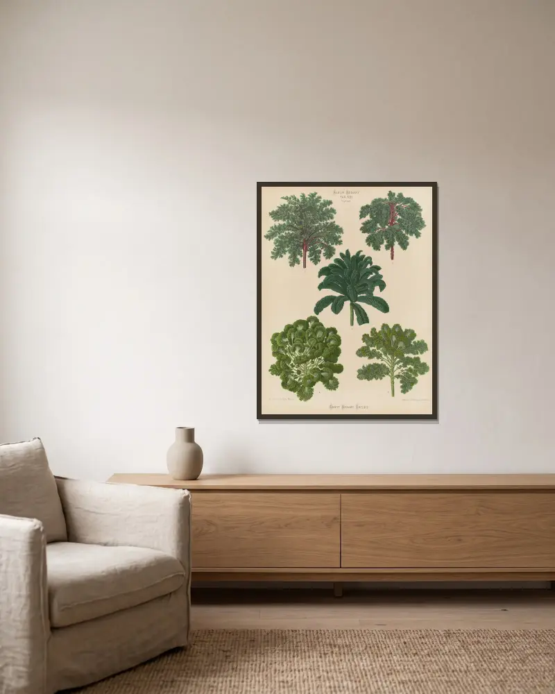 Zierkohl von Ernst Benary gerahmt an einer Wand