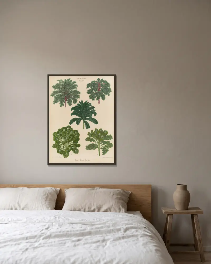 Zierkohl von Ernst Benary gerahmt an einer Wand