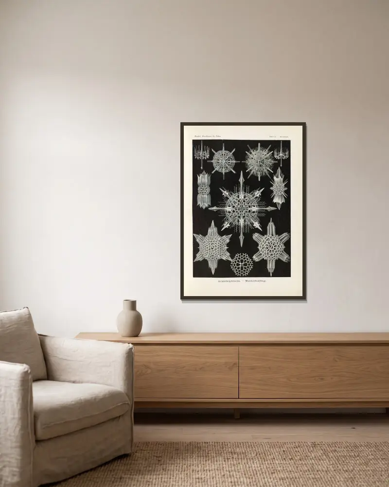 Acanthophracta – cudowne promienice, Ernst Haeckel w ramie na ścianie