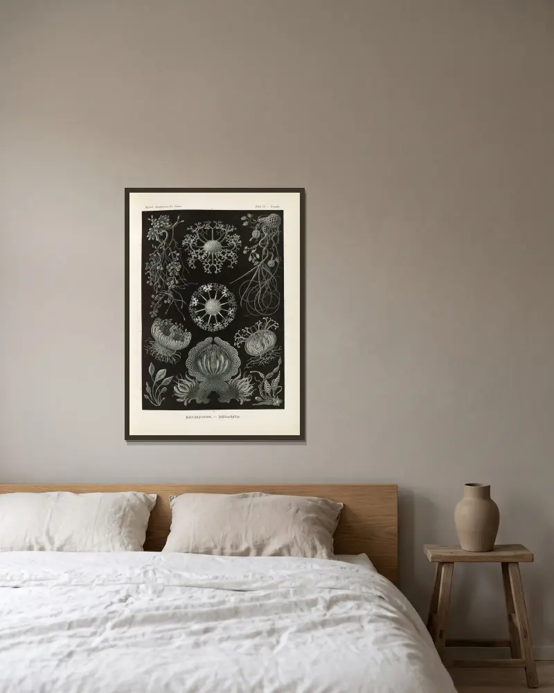 Ascomycetes. – Schlauchpilze von Ernst Haeckel gerahmt an einer Wand