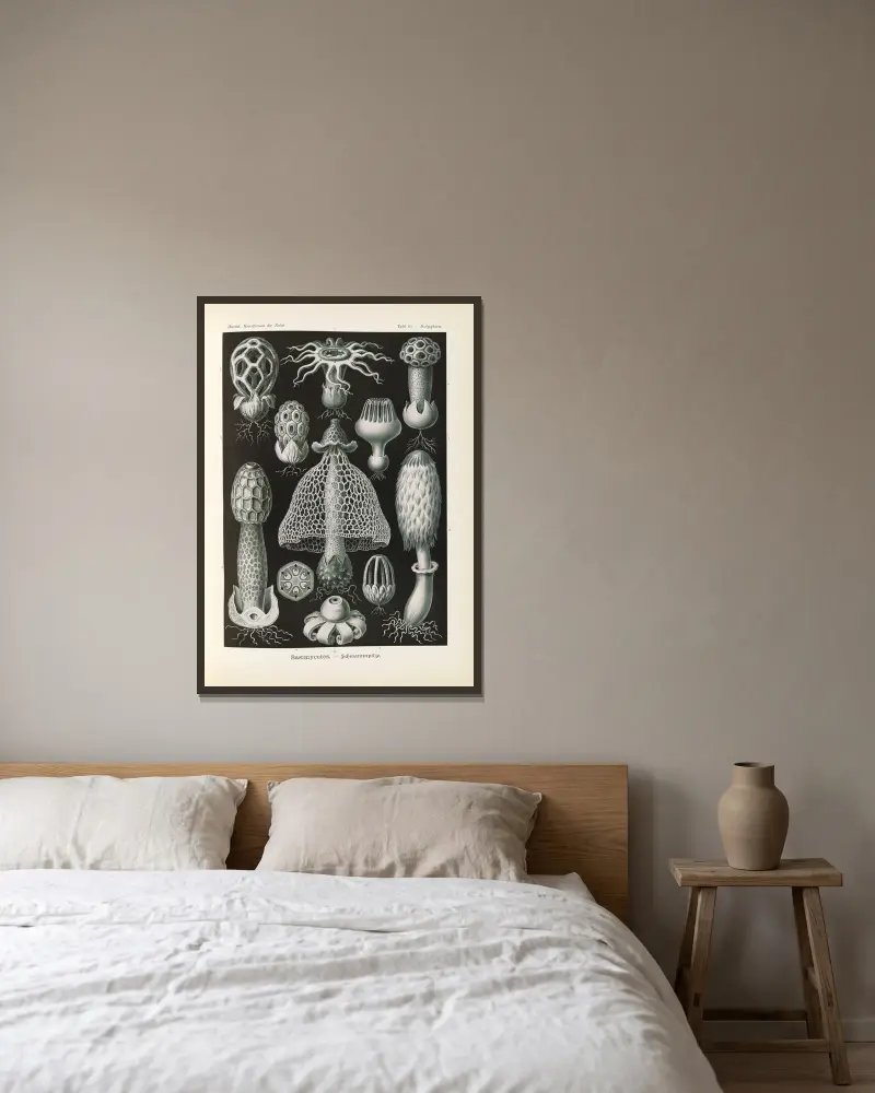 Basimycetes. – Schwammpilze von Ernst Haeckel gerahmt an einer Wand