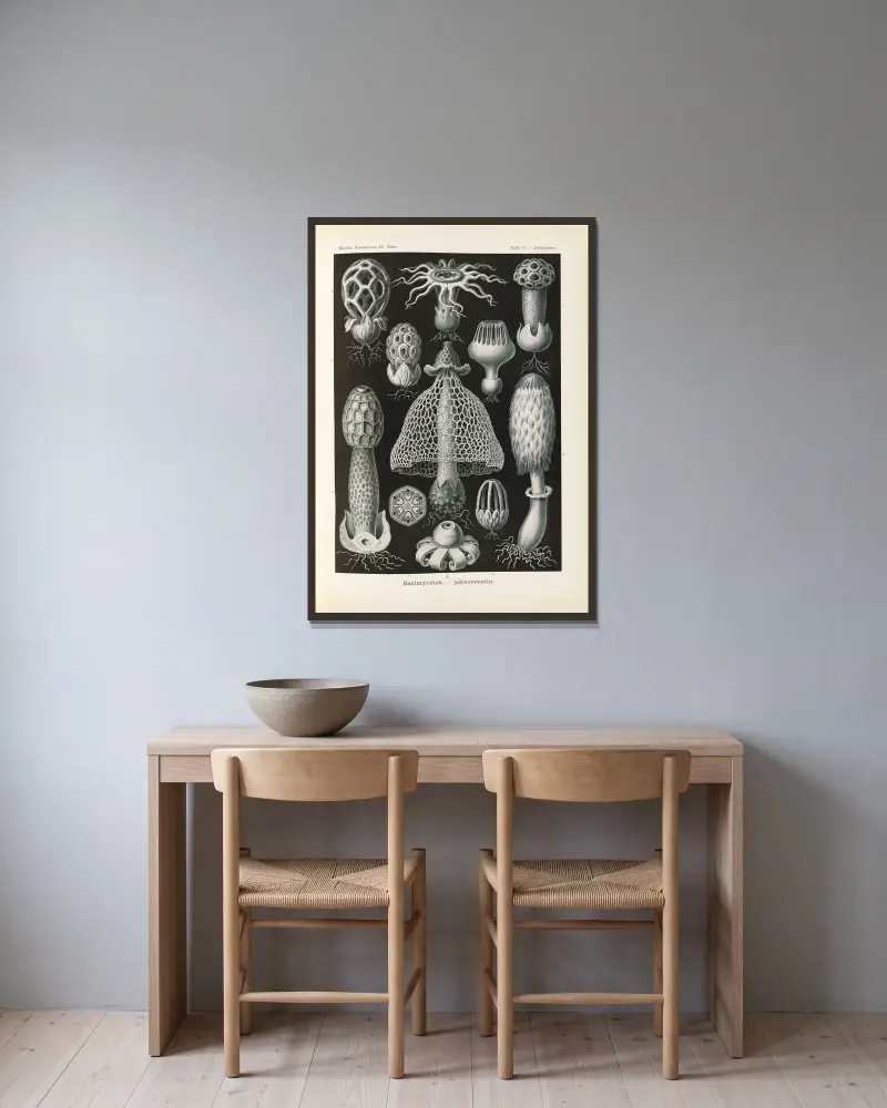 Basimycetes. – Schwammpilze von Ernst Haeckel gerahmt an einer Wand