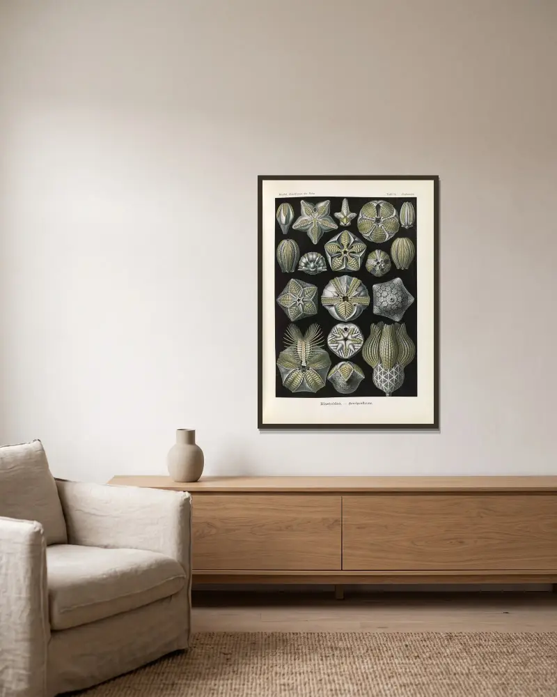 Blastoïdea – Knospensterne von Ernst Haeckel gerahmt an einer Wand