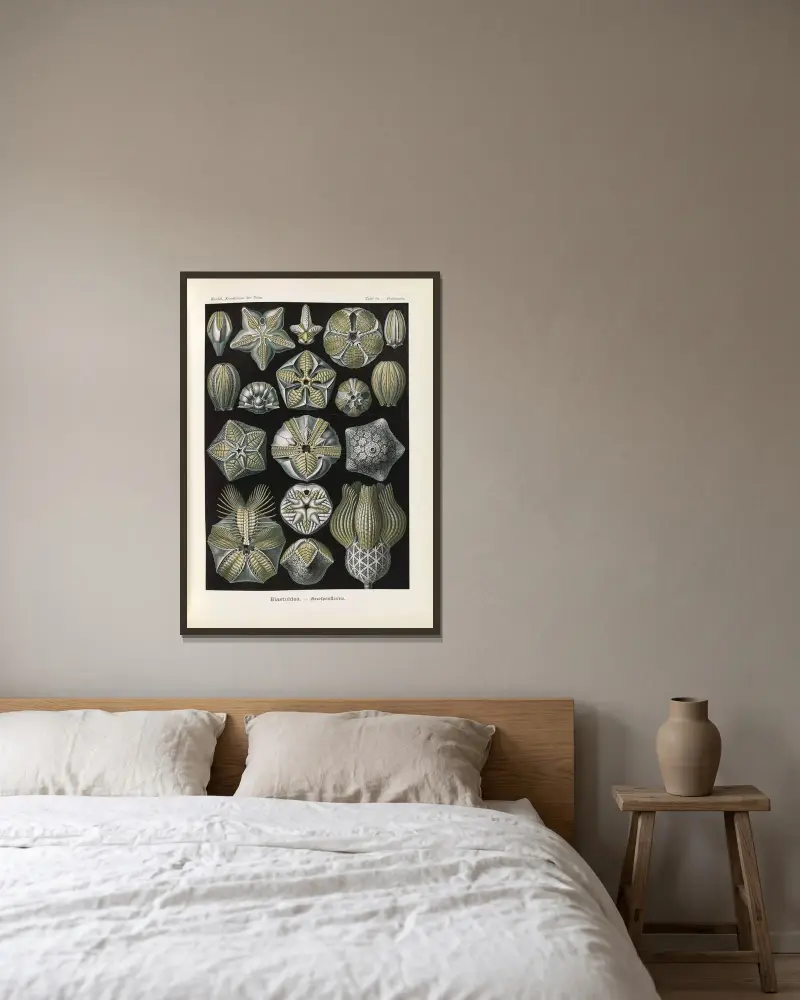 Blastoïdea – Knospensterne von Ernst Haeckel gerahmt an einer Wand