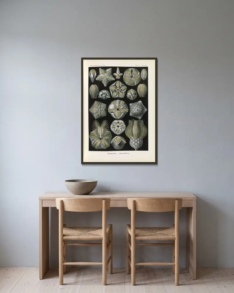 Blastoïdea – Knospensterne von Ernst Haeckel gerahmt an einer Wand