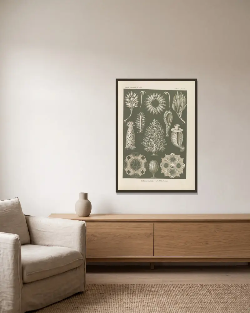 Calcispongiae. – Kalkschwämme von Ernst Haeckel gerahmt an einer Wand