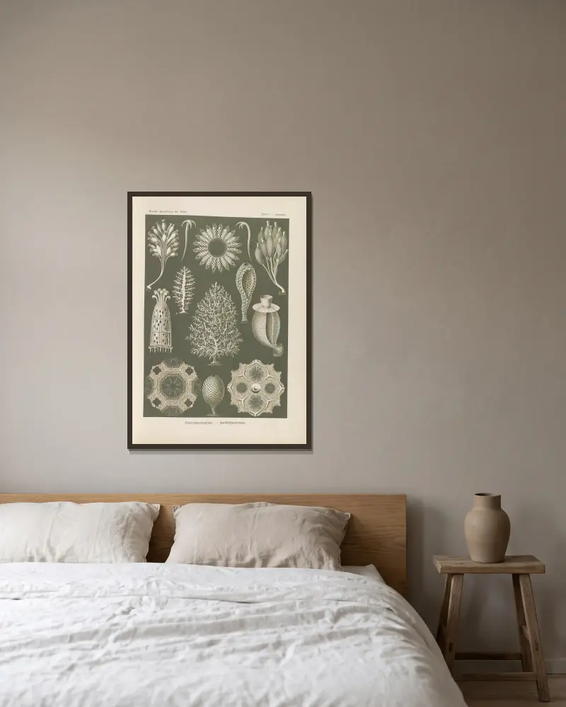 Calcispongiae. – Kalkschwämme von Ernst Haeckel gerahmt an einer Wand