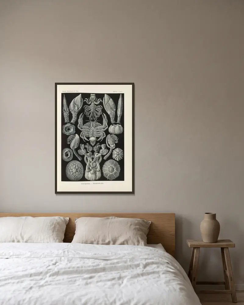 Cirripedia. – Rankenkreble av Ernst Haeckel inramad på en vägg