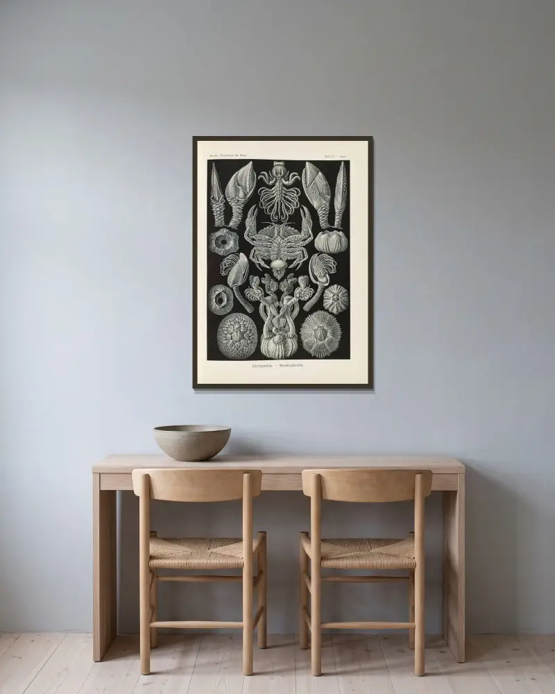 Cirripedia. – Rankenkreble av Ernst Haeckel inramad på en vägg