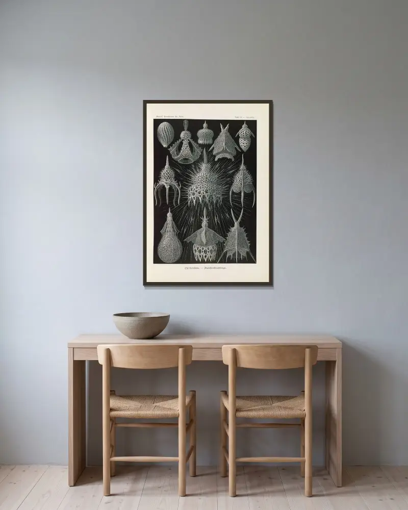 Crytoidea. – Flaschenstrahlinge von Ernst Haeckel gerahmt an einer Wand