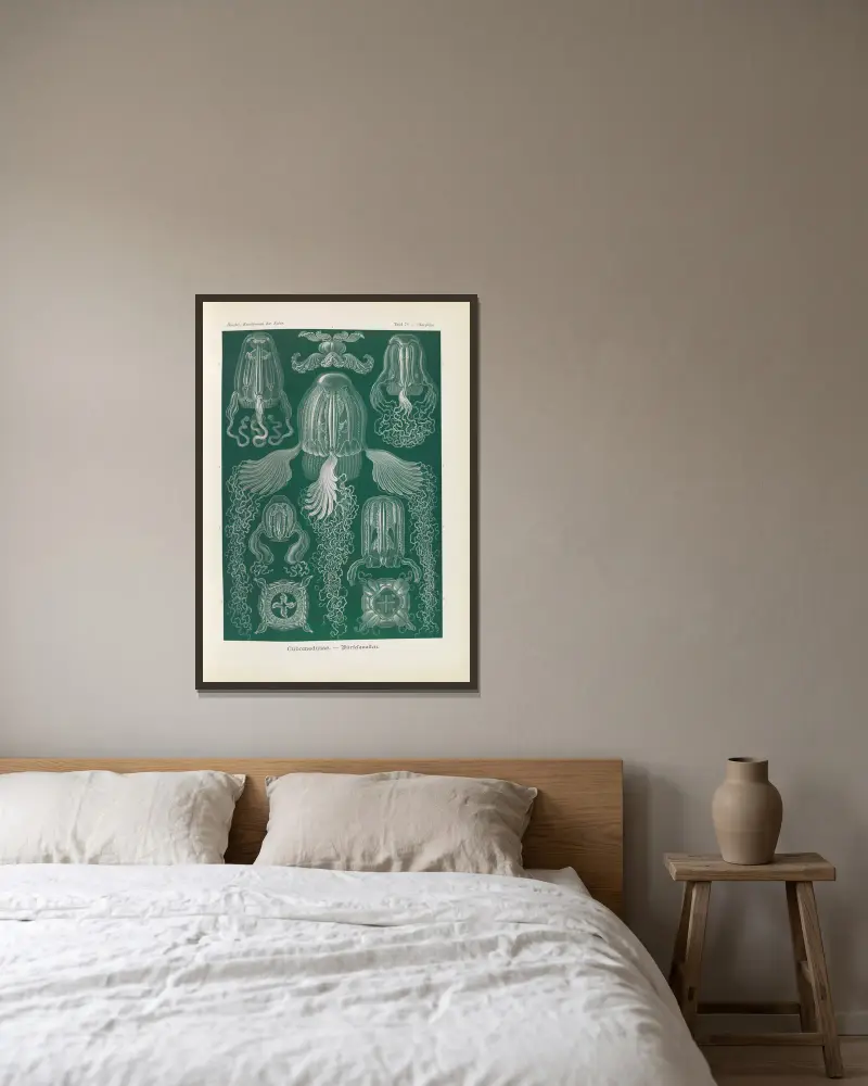 Cubomedusae. – Würfelquallen av Ernst Haeckel inramad på en vägg