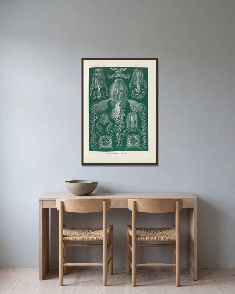 Cubomedusae. – Würfelquallen av Ernst Haeckel inramad på en vägg