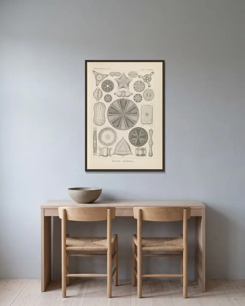 Okrzemki, Ernst Haeckel w ramie na ścianie