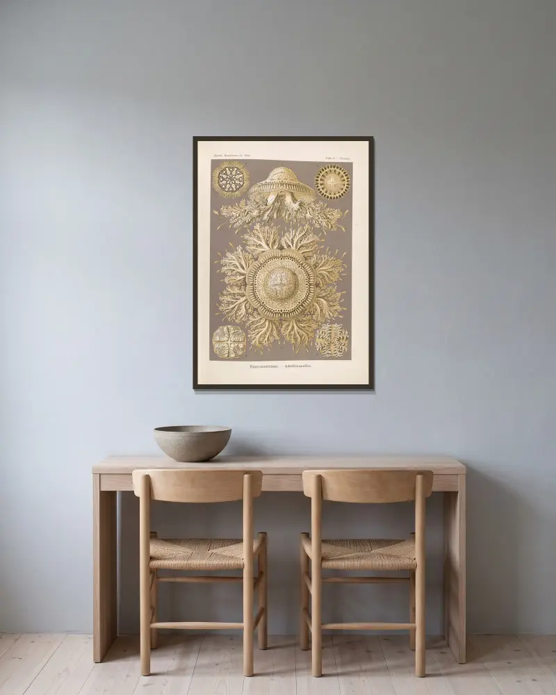 Discomedusae. – Scheibenquallen, 1904 – Nr. 2 von Ernst Haeckel gerahmt an einer Wand