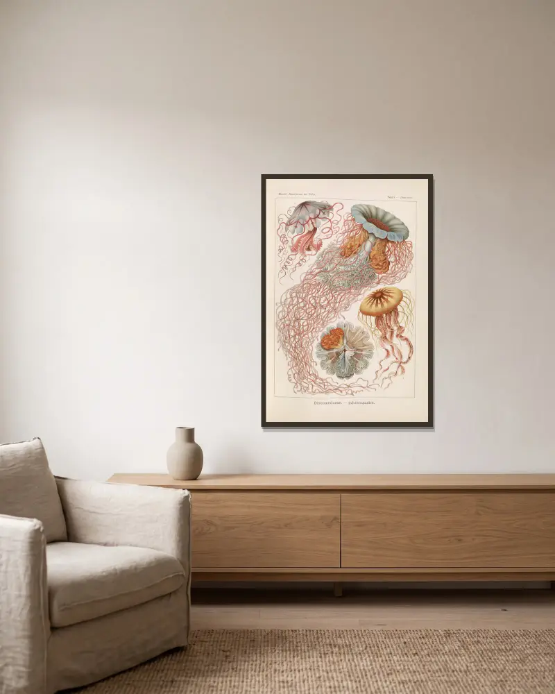 Discomedusae. – Schweibenquallen av Ernst Haeckel inramad på en vägg