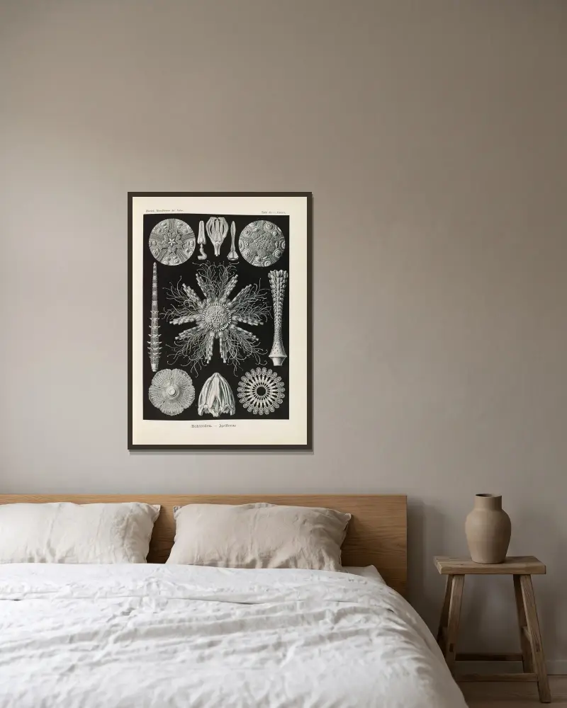 Echinidea – Mořští ježci, Ernst Haeckel v rámu na stěně