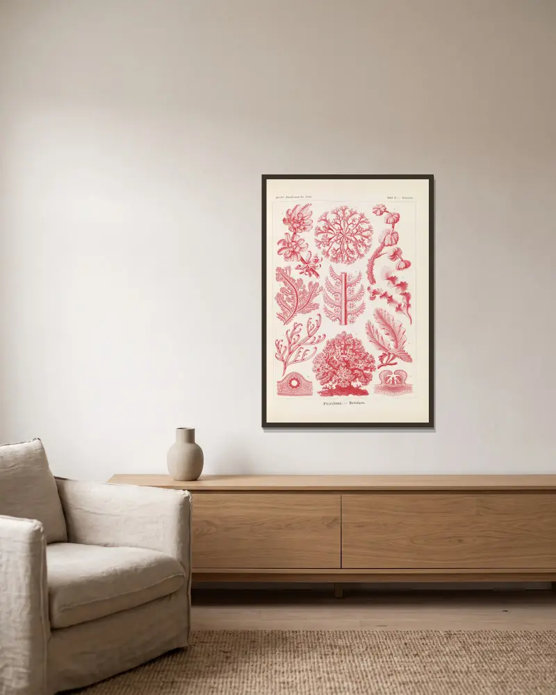 Florideae. – Rotalgen von Ernst Haeckel gerahmt an einer Wand