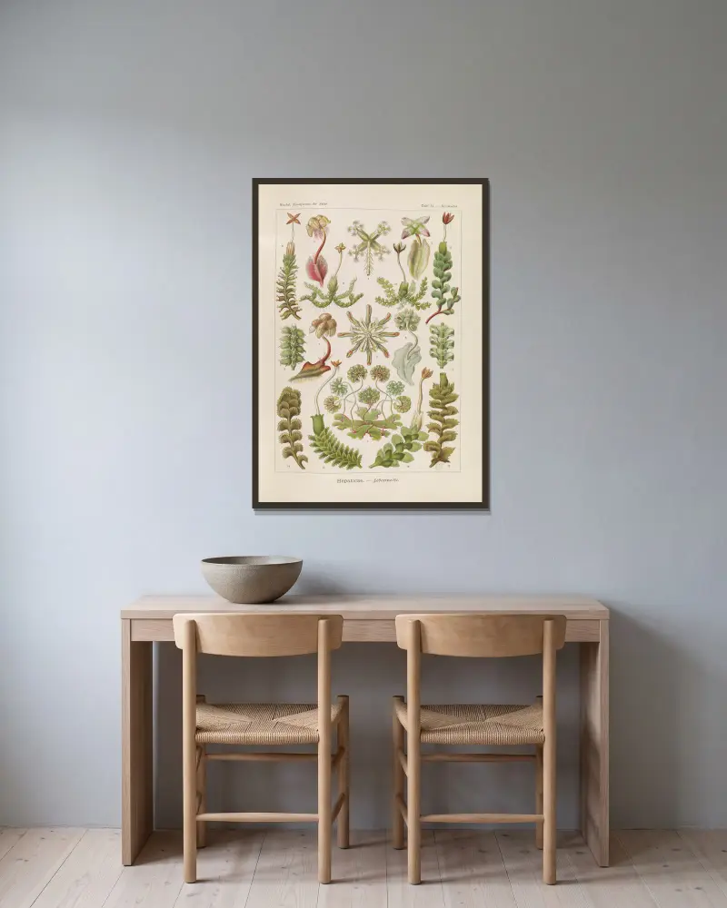 Hepaticae. – Lebermoose von Ernst Haeckel gerahmt an einer Wand