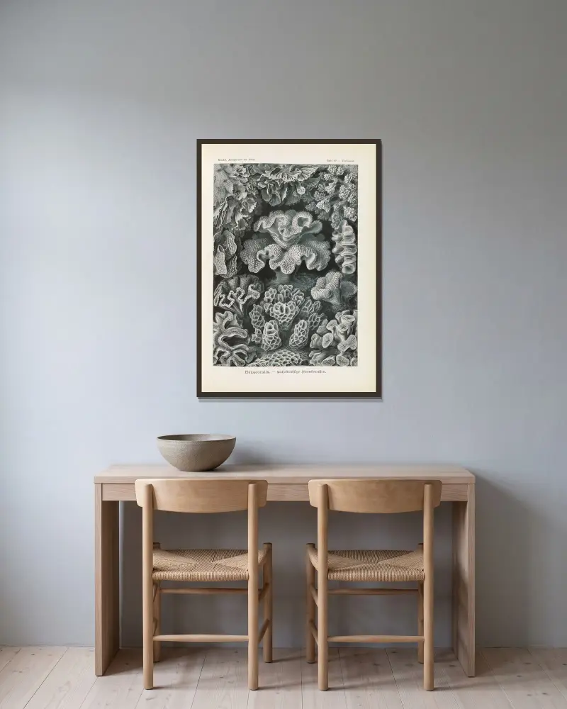 Hexacoralla. – Sechsstrahlige Sternkorallen von Ernst Haeckel gerahmt an einer Wand