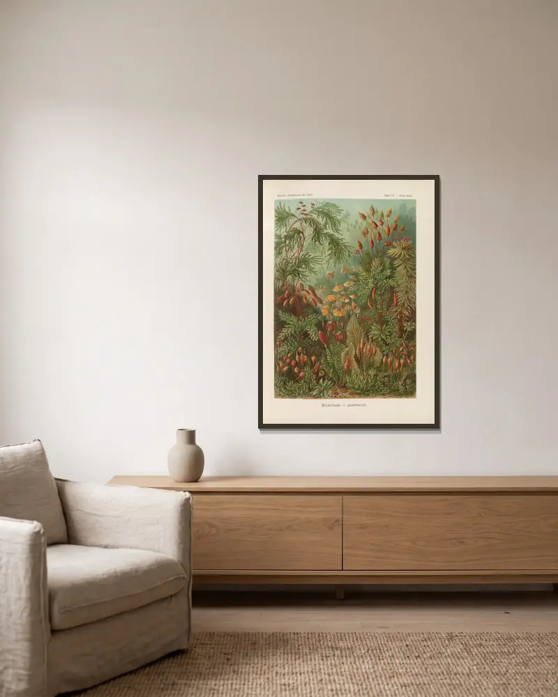 Muscinae. – Laubmoose von Ernst Haeckel gerahmt an einer Wand